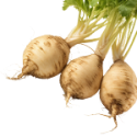 Maca (Root) Extract
