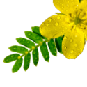 Tribulus Terrestris