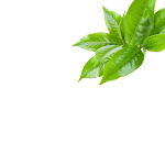 Green Tea (Leaf)