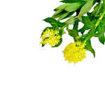 Rhodiola Rosea