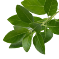 Ashwagandha (Withania Somnifera) 