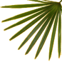 Saw Palmetto