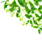 Quercetin